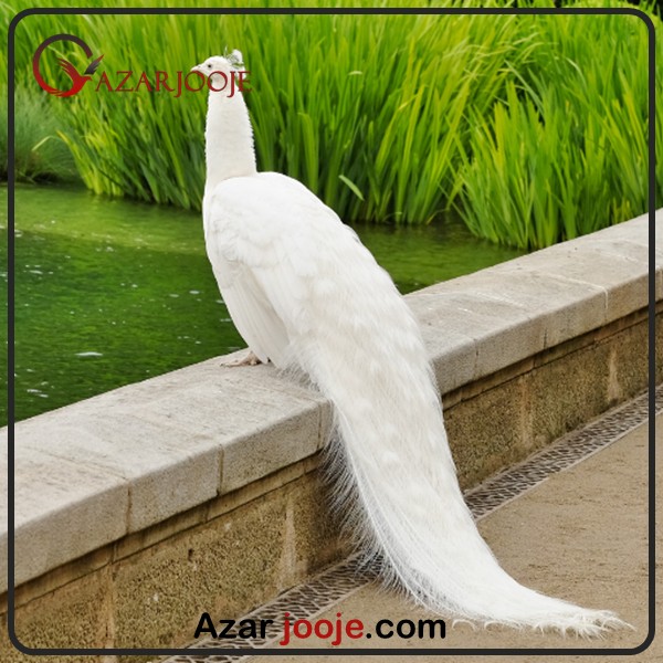 ویژگی های طاووس سفید