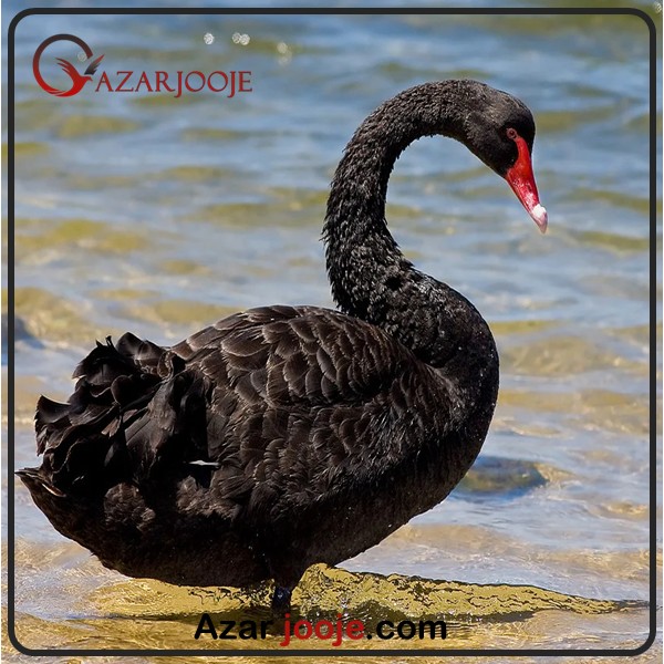 ویژگی های قو سیاه