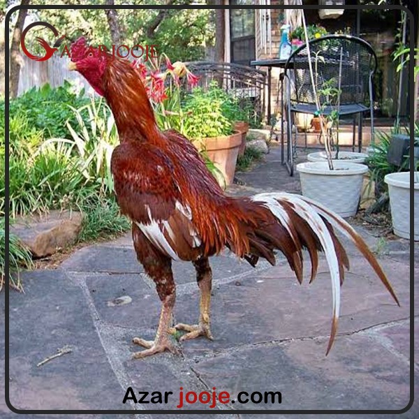 ویژگی های مرغ و خروس لاری