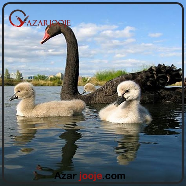 پرنده قو سیاه 