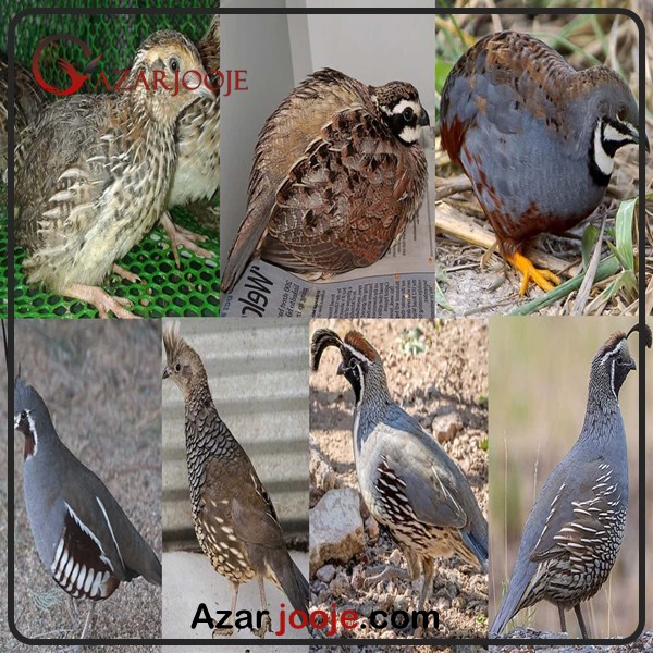 پرورش بلدرچین