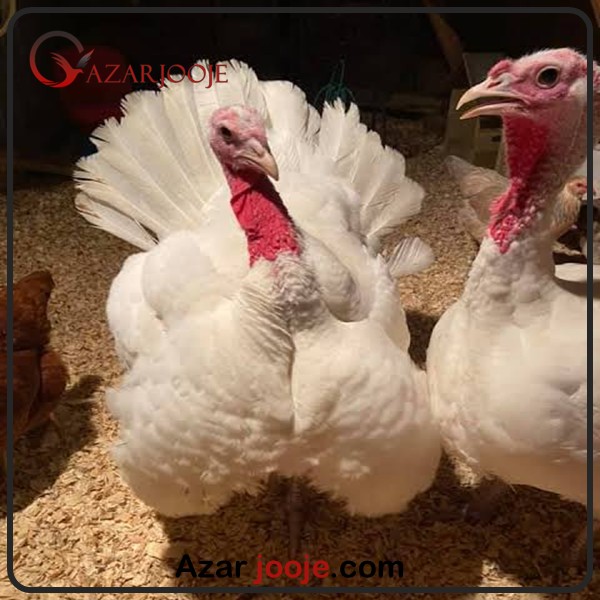 پرورش بوقلمون بیوتی