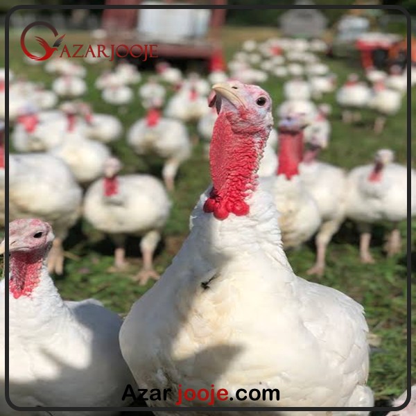 پرورش بوقلمون هلندی