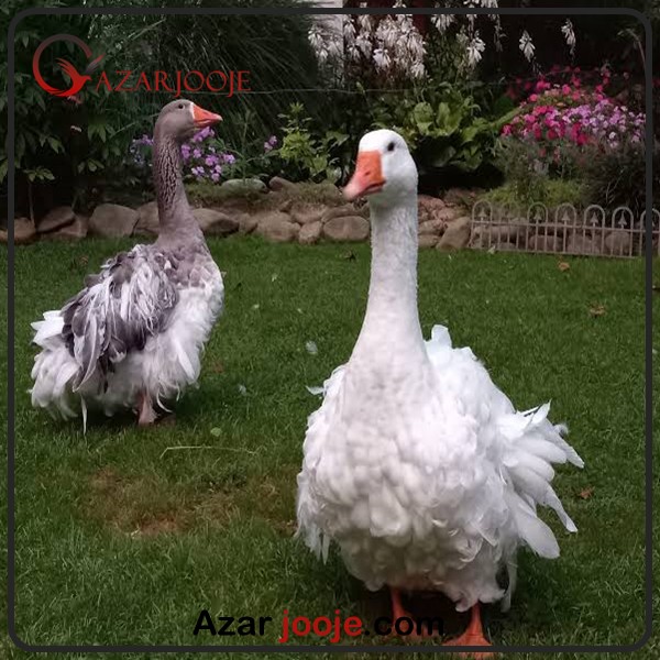 پرورش قوغاز