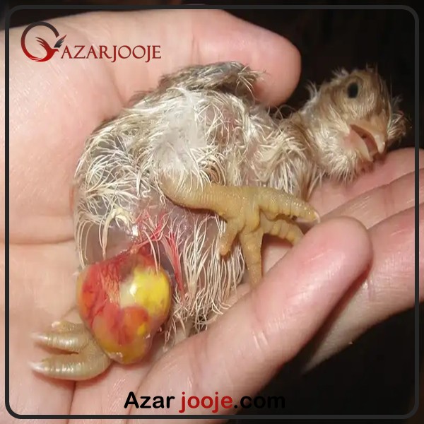 انواع ناهنجاری در جوجه