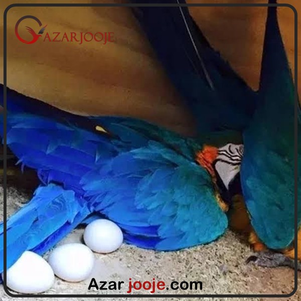 تخم طوطی ماکائو