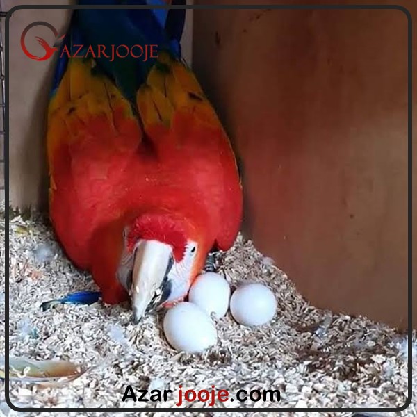 تخم نطفله دار طوطی ماکائو