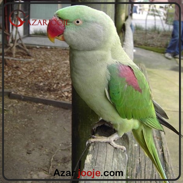 تخم نطفه دار طوطی اسکندر