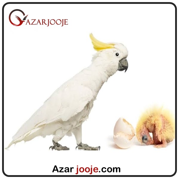 تخم نطفه دار طوطی کاکادو