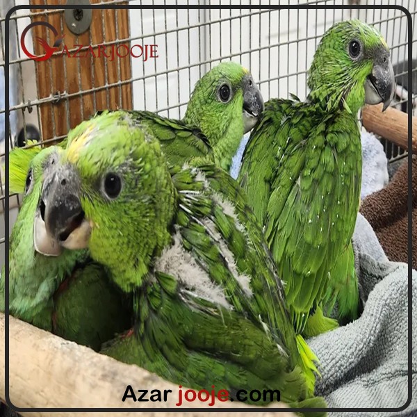 شاه طوطی
