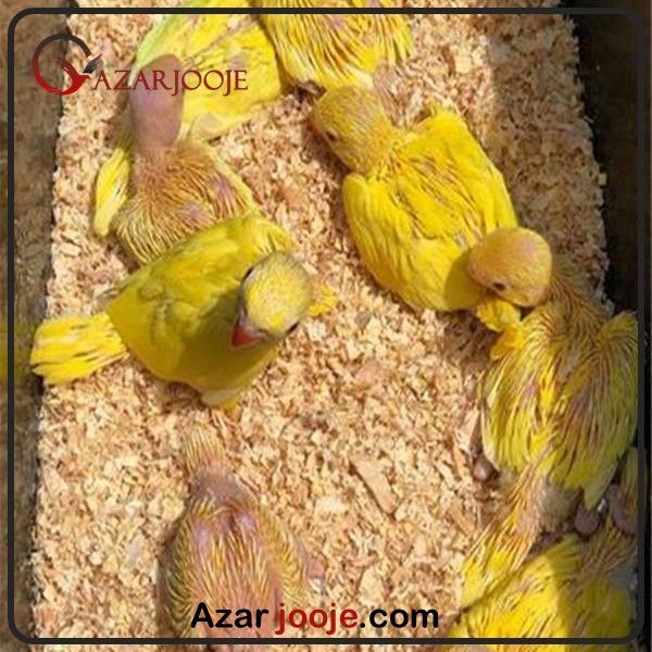 جوجه طوطی ملنگو