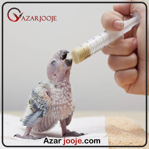جوجه طوطی کاسکو