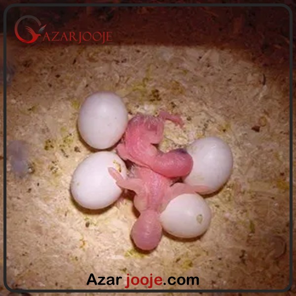 جوجه طوطی کاکادو