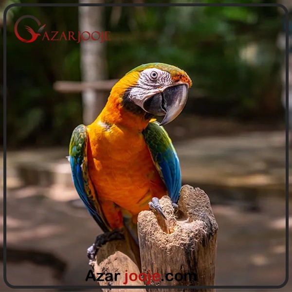 خرید تخم طوطی ماکائو