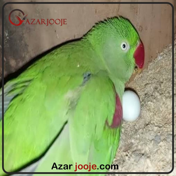 شاه طوطی