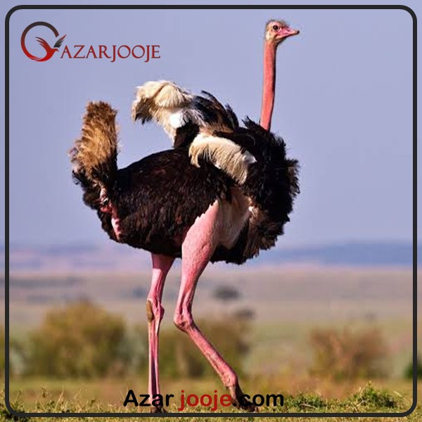 شترمرغ آفریقایی