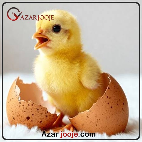 شنیده شدن صدای جوجه از داخل تخم