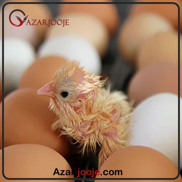 صدای جوجه از درون تخم نطفه دار