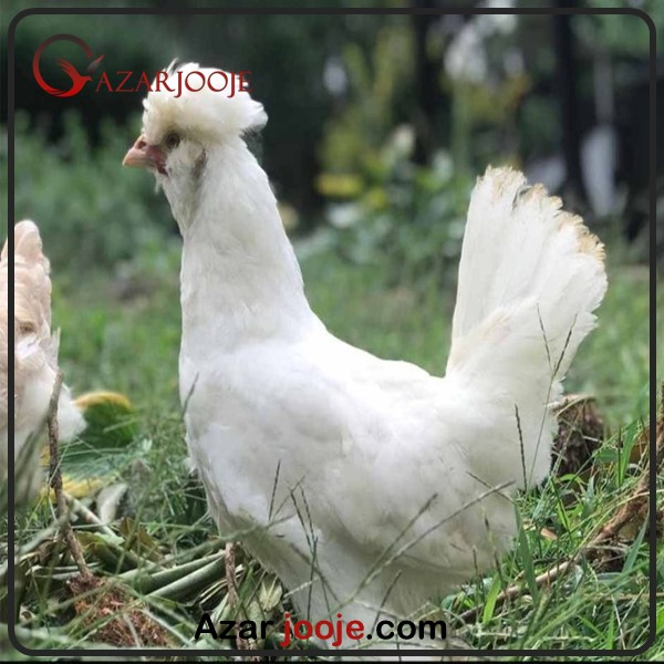 مرغ سلطان