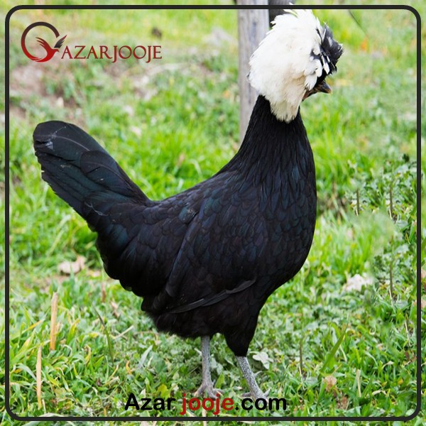 مرغ و خروس سلطان