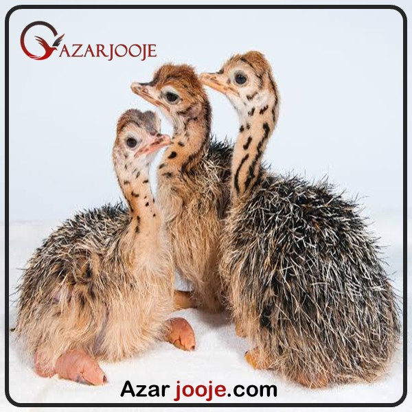 همه چیز در مورد شترمرغ