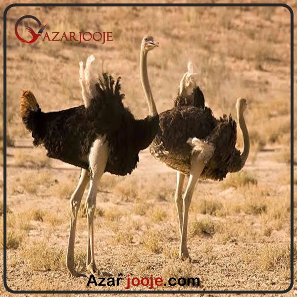 پرورش شترمرغ آفریقایی