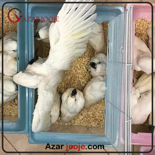 پرورش طوطی کاکادو