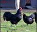 Australorp chickens