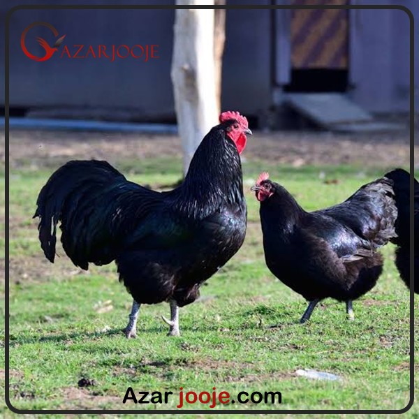 Australorp chickens
