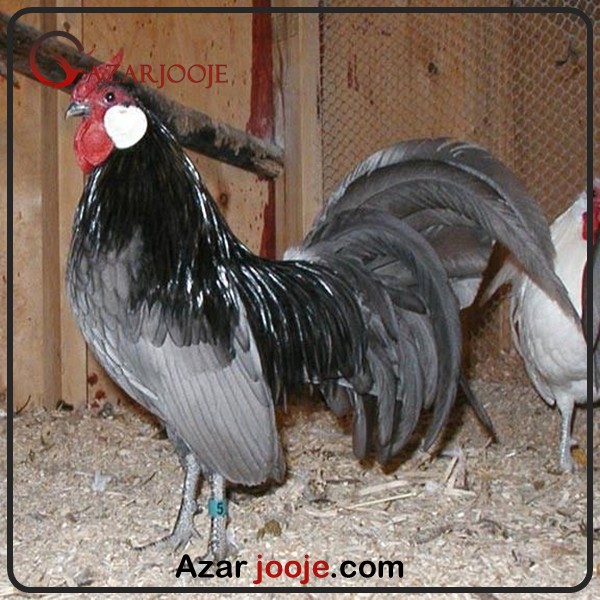 تخم مرغ رزکامپ