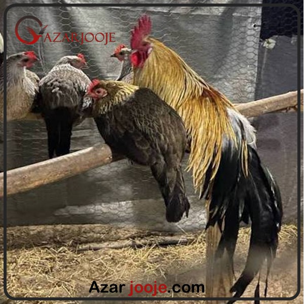 تخم مرغ نطفه دار فونیکس