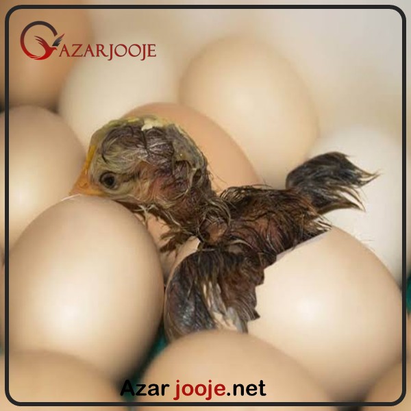 خرید تخم نطفه دار 