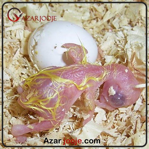 تخم نطفه دار عروس هلندی
