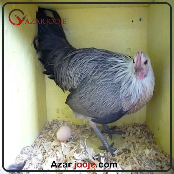 تخم نطفه دار مرغ فونیکس