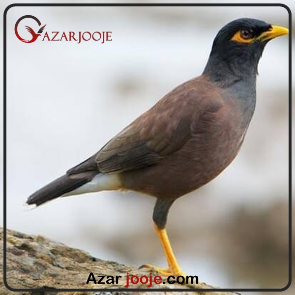 تخم نطفه دار مرغ مینا