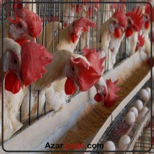 تولید تخم مرغ خوراکی صادراتی