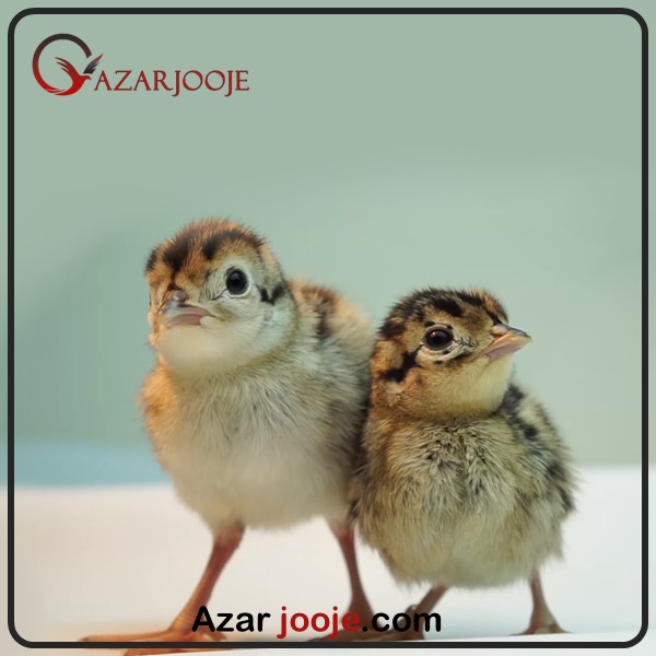 جوجه قرقاول پاکستانی