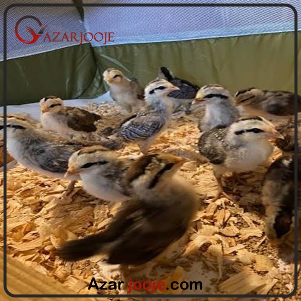 جوجه مرغ فونیکس
