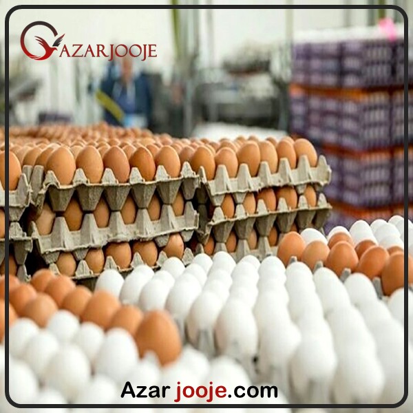 صادرات تخم مرغ خوراکی سفید و قهوه ای