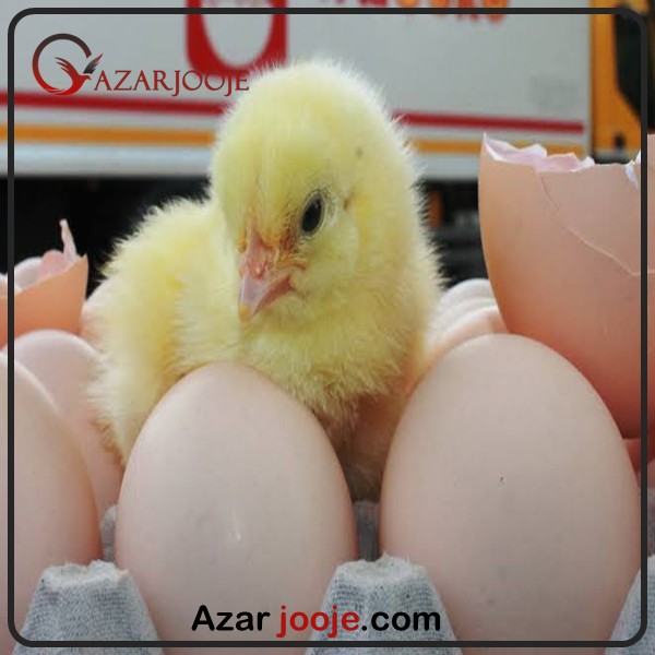 صادرات تخم نطفه دار مرغ