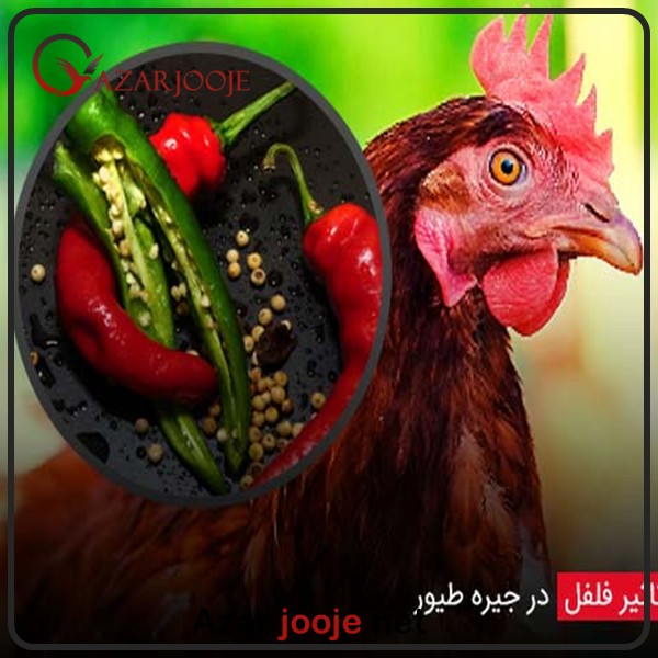 فلفل در جیره غذایی طیور
