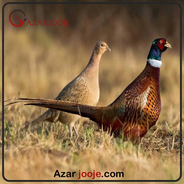 قرقاول پاکستانی