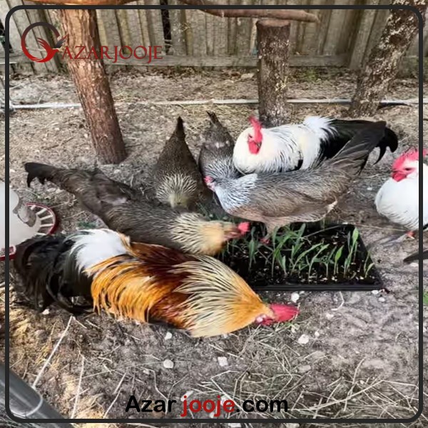 مرغ و خروس فونیکس