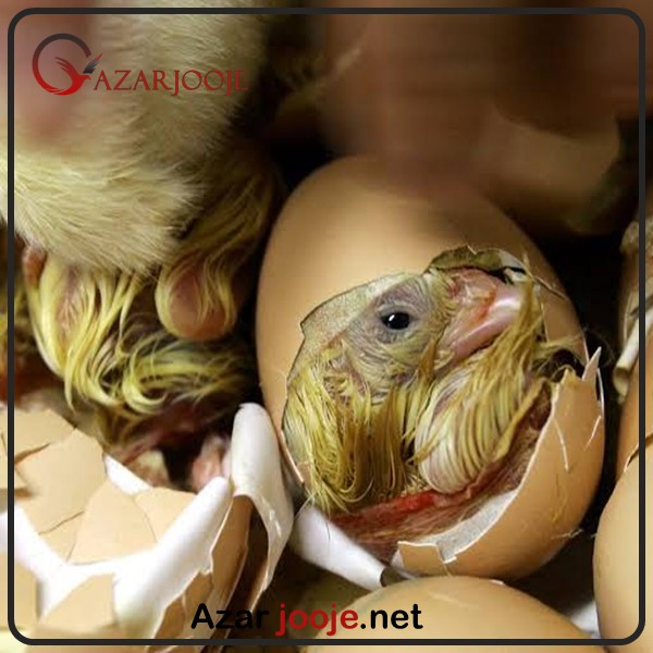 هچ تخم نطفه دار