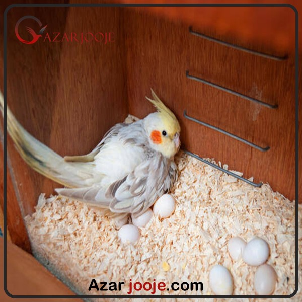 ویژگی ها تخم نطفه دار عروس هلندی