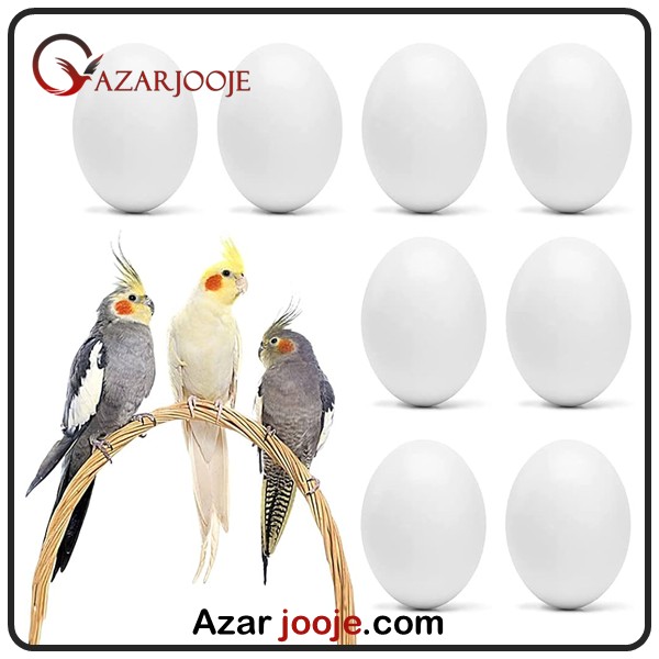 ویژگی ها و پرورش تخم عروس هلندی