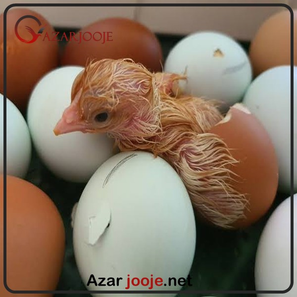 پرورش تخم مرغ نطفه دار