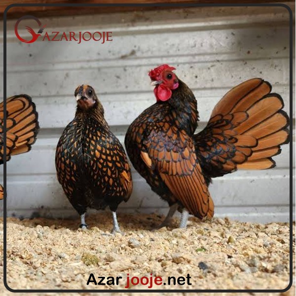 نگهداری تخم نطفه دار مرغ و خروس سبرایت