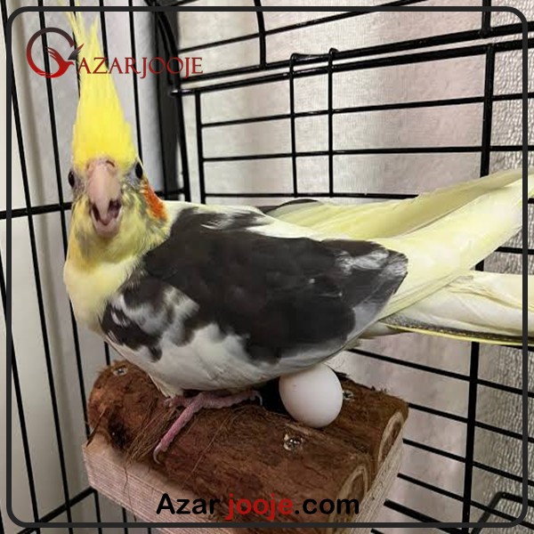پرورش عروس هلندی