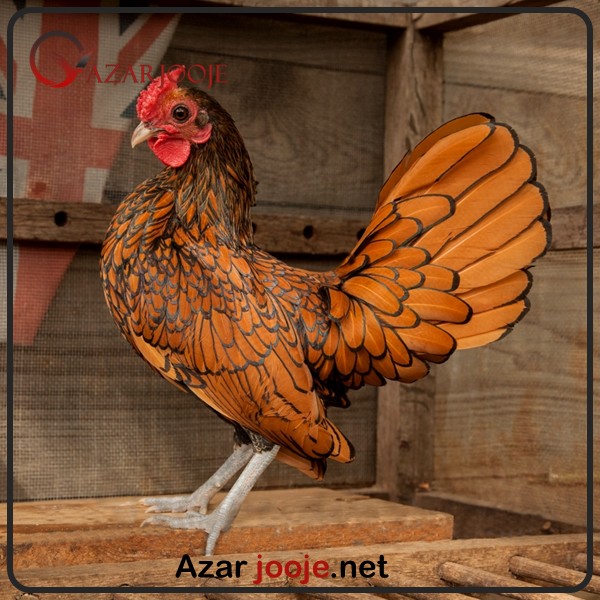 مرغ نژاد سبرایت گلد